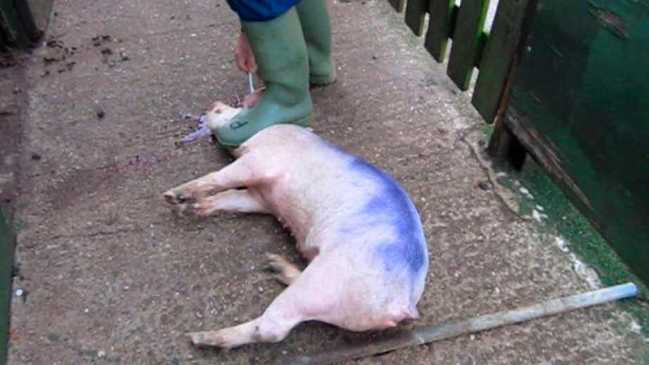 <p>Figure 3. Lorsqu'on lacère le cerveau, il faut rester derrière le porc, et non entre ses pattes</p>