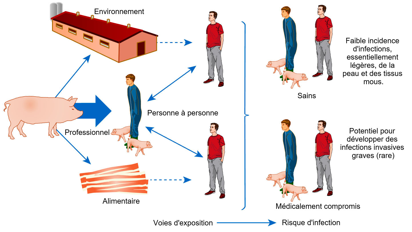 <p>Mod&egrave;le conceptuel des voies d'exposition et risques d'infection avec <em>S. aureus </em>associ&eacute; aux animaux de rente</p>
