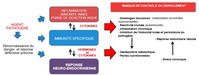 Figure 2b. Interaction entre immunit&eacute; et r&eacute;ponse neuroendocrinienne&nbsp;dans l&rsquo;&eacute;volution non contr&ocirc;l&eacute;e de l&rsquo;immunit&eacute; / inflammation&nbsp;: l&rsquo;inflammation chronique ou l&rsquo;infection persistante sont associ&eacute;es &agrave; des troubles m&eacute;taboliques.
