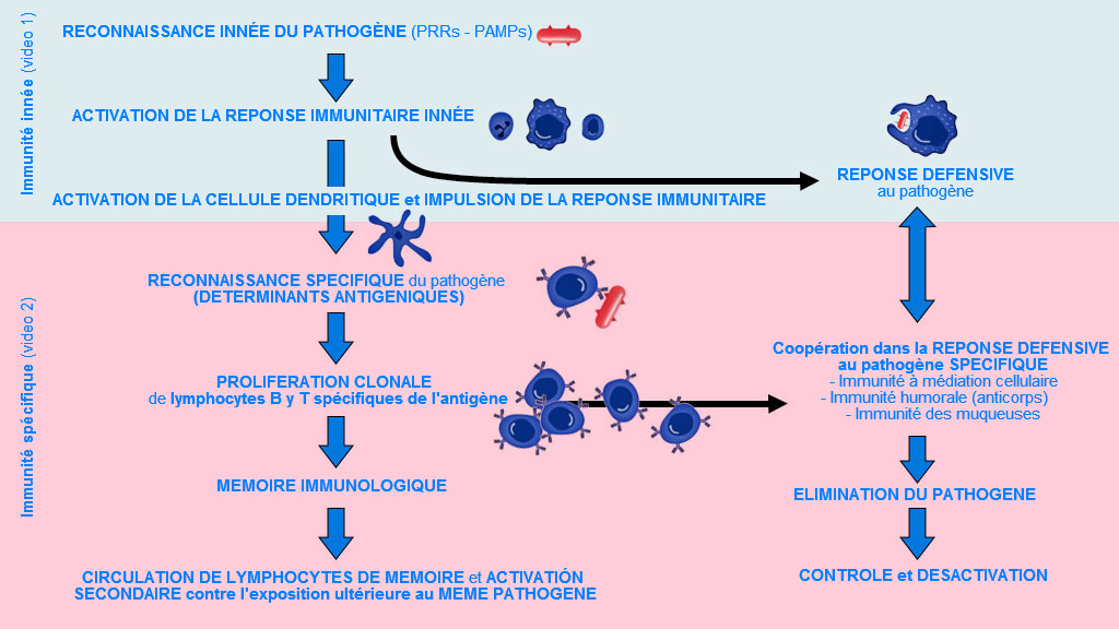 Phase d’apparition, d’activation et de progression de limmunité innée et spécifique contre un agent pathoón y progresión de la inmunidad innata y específica contra un patógeno