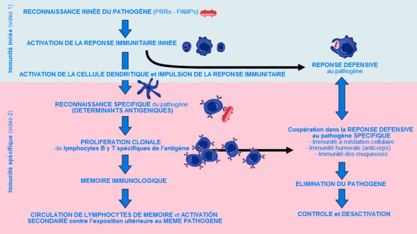 Figure 1. Phase d&rsquo;apparition, d&rsquo;activation et de progression de l&#39;immunit&eacute; inn&eacute;e et sp&eacute;cifique contre un agent pathog&egrave;ne. &nbsp;
