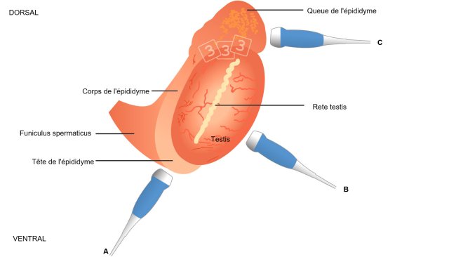 Figure 4: Représentation schématique de la topographie du testicule et de l'épididyme chez le verrat, avec le positionnement proposé du transducteur afin d'évaluer le caput epidimydis (= tête, a), le corpus (b) et la cauda (= queue, c). La tête et la queue se voient mieux avec des images longitudinales et le corps avec des images transversales (Kauffold et al., 2011).