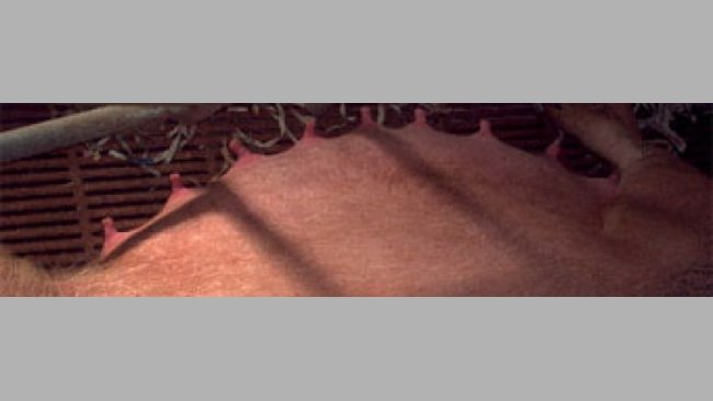 Glándulas mamarias de una cerda