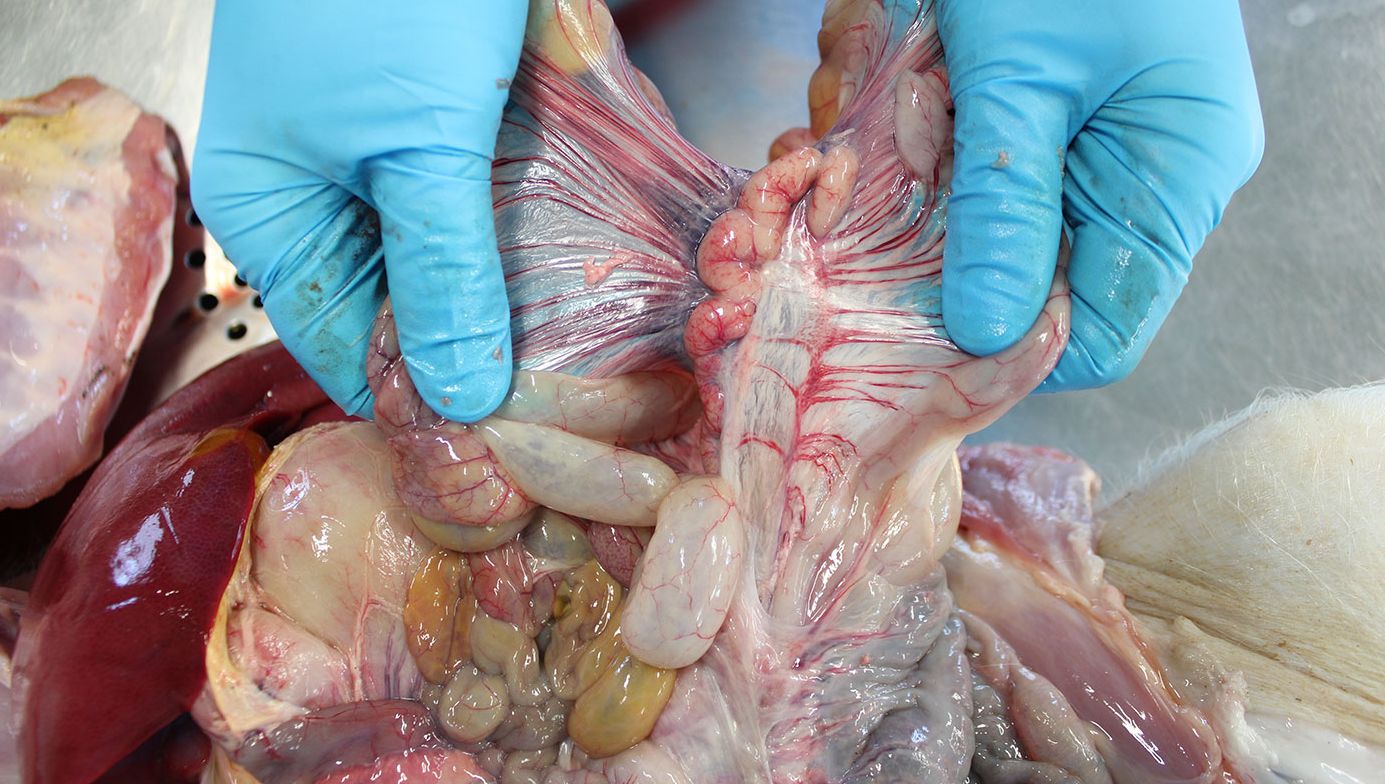 Ganglion lymphatique m&eacute;sent&eacute;rique
