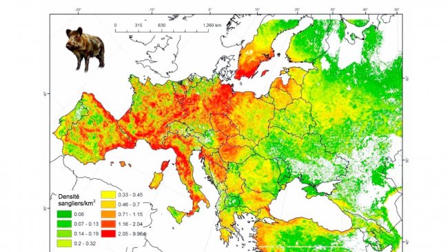 Figure 2: Population mod&eacute;lis&eacute;e des sangliers en Europe. Source: FAO-ASFORCE, Mai 2015
