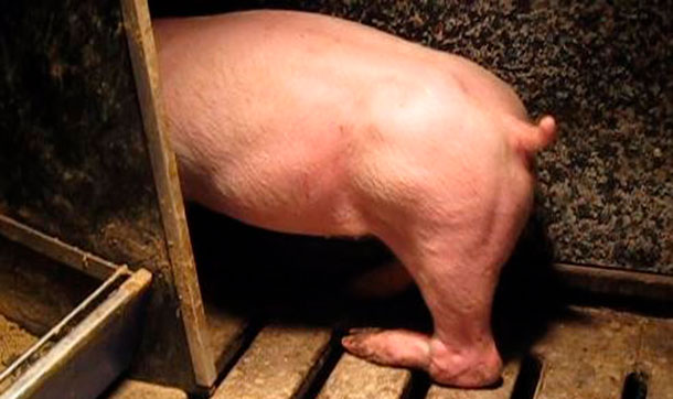 <p>Figure 3. Paralysie de la patte arrière conséquence d'un nerf abîmé en levant l'animal par une patte arrière en la tordant.</p>