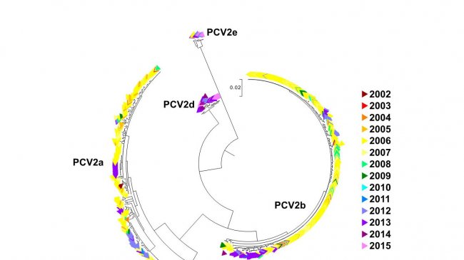 Figure 2. Arbre phylog&eacute;n&eacute;tique de vraissemblance maximum. Les 729 s&eacute;quences ORF2 de la base de donn&eacute;es UMV-VDL PCV2 ont un code de couleur suivant l&#39;ann&eacute;e. On observe les g&eacute;notypes.
