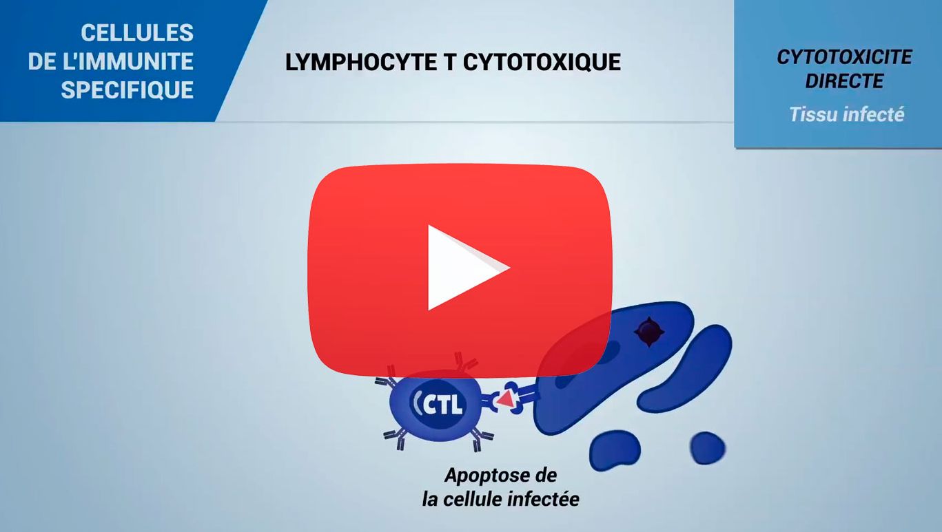 Cellules du syst&egrave;me immunitaire