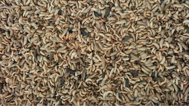 Larves de mouche soldat noire