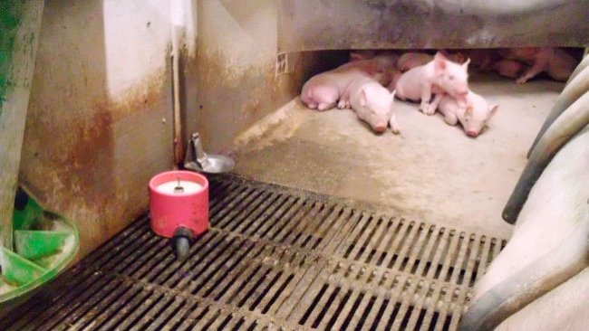 Quelle utilisation donnerons-nous au lait artificiel ? C'est l'un des débats actuels. Nos experts ne sont pas encore décidés pour que le lait soit un système duquel il faut «dépendre», bien qu'ils conviennent qu'il jouera un rôle dans le futur.