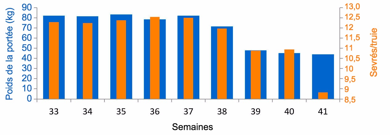 <p>Graphique 3. Moyenne de porcelets sevr&eacute;s/femelle et kg de port&eacute;e, avant et pendant l'&eacute;pisode de DEP (&agrave; partir de la semaine38).</p>
