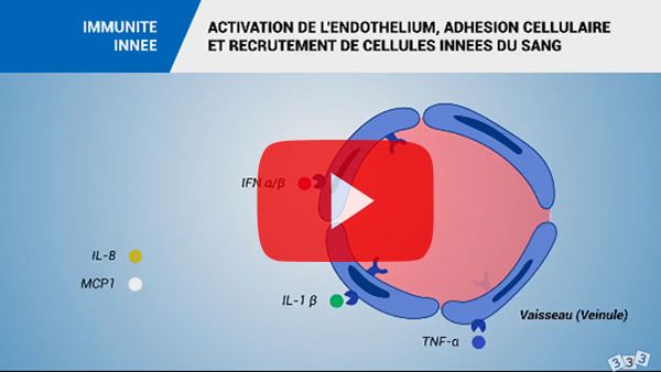 Immunit&eacute; inn&eacute;e