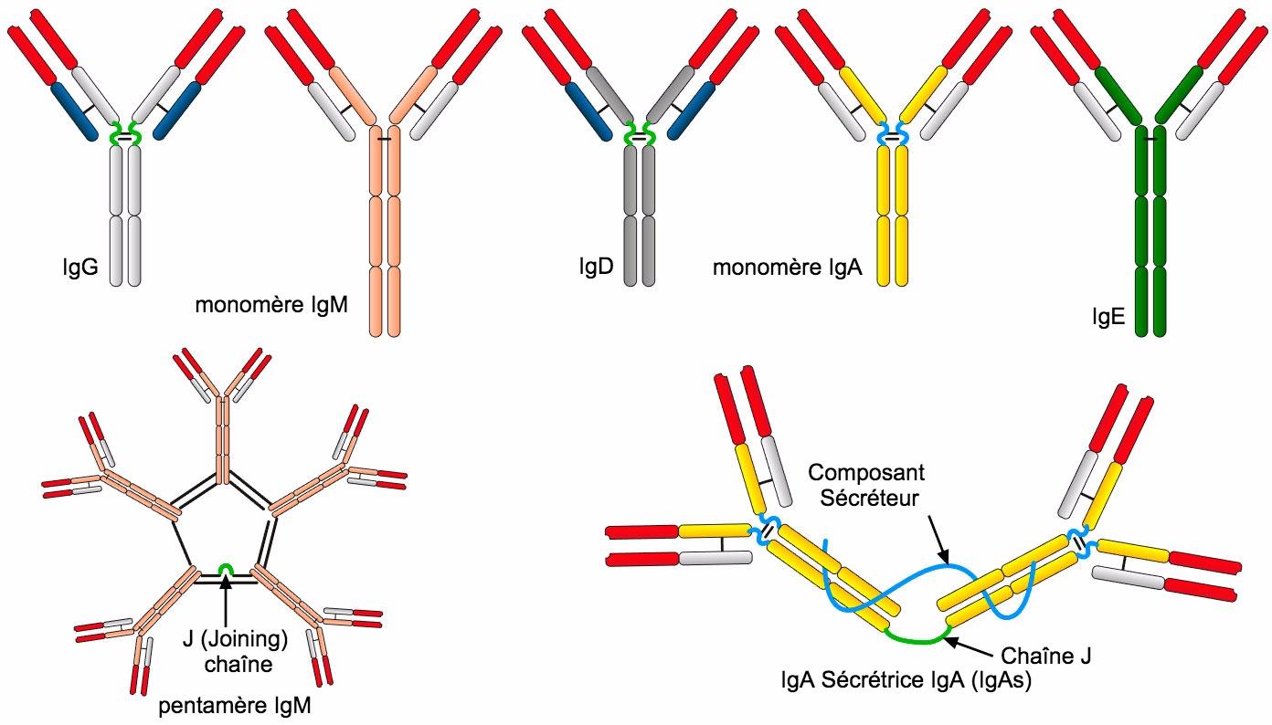 <p>Figure 2. Les diff&eacute;rentes s&eacute;quences d'acides amin&eacute;s de la r&eacute;gion de la cha&icirc;ne constante lourde&nbsp;(H) caract&eacute;risent diff&eacute;rentes classes d'anticorps ou isotypes.</p>
