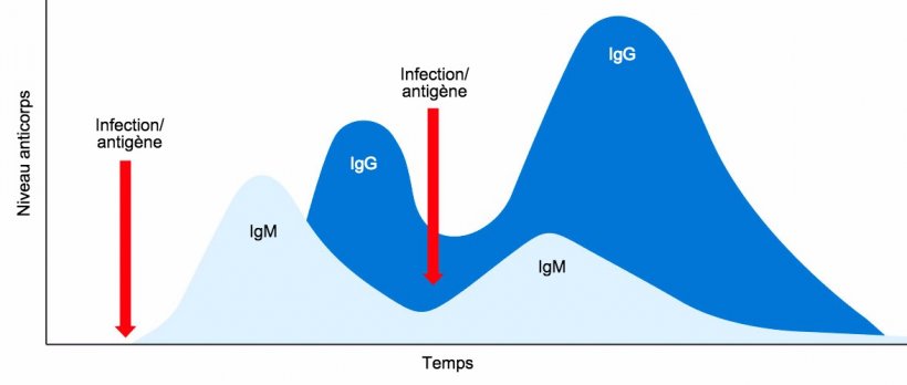 Figure 1: Changement isotypique et r&eacute;ponse immunitaire primaire et secondaire &agrave; des expositions ult&eacute;rieures au m&ecirc;me antig&egrave;ne.

