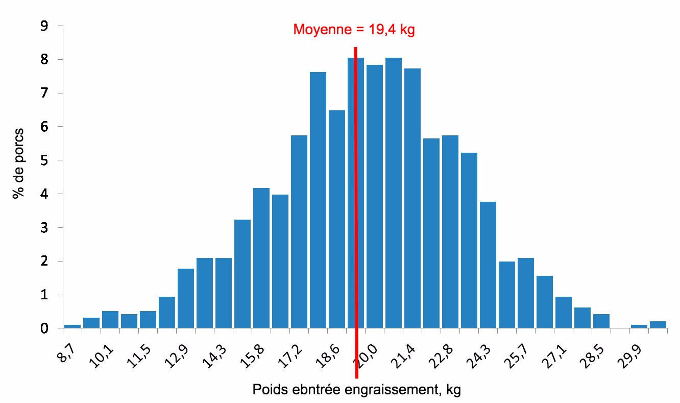 <p>Figure 4. Distribution des poids à l'entrée en engraissement</p>