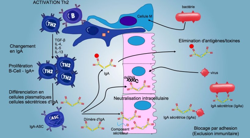 Figure 6: Le &quot;changement&quot; en IgA est principalement r&eacute;gul&eacute; par l&#39;activation des lymphocytes Th2 avec production de cytokines TGF-&beta;, IL-4, IL-5, IL-13. Le dim&egrave;re d&#39;IgA s&eacute;cr&eacute;t&eacute; se lie &agrave; un r&eacute;cepteur (pIgR) sur la surface basale des cellules &eacute;pith&eacute;liales. Le complexe est internalis&eacute; dans la cellule et, avant de migrer &agrave; travers la surface luminale, le r&eacute;cepteur est scind&eacute; et l&#39;IgA reste li&eacute;e au r&eacute;sidu du r&eacute;cepteur (composant s&eacute;cr&eacute;teur).
