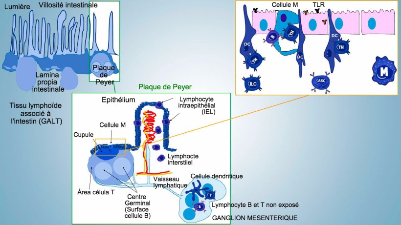 Figure 1: Repr&eacute;sentation sch&eacute;matique des tissus lympho&iuml;des associ&eacute;s &agrave; l&#39;intestin: plaques de Peyer (PP), follicules isol&eacute;s et ganglions lymphatiques m&eacute;sent&eacute;riques.

