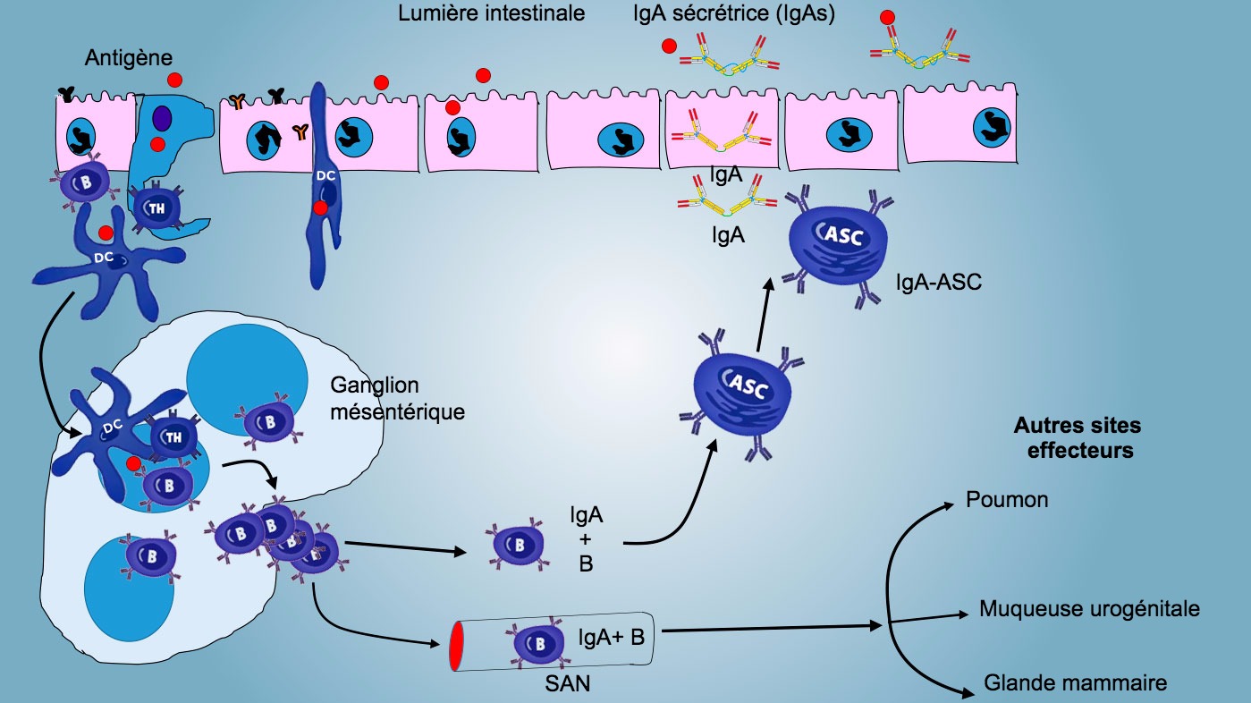 <p>Figure 4: Production d'IgA dans les ganglions lymphatiques m&eacute;sent&eacute;riques et r&eacute;ponse syst&eacute;mique. Les lymphocytes B et T prolif&eacute;rants et activ&eacute;s migrent de la lymphe vers le sang, dans le porc directement &agrave; travers les veinules endoth&eacute;liales hautes (VHE), la plupart retournant dans l'intestin ou atteignant d'autres surfaces muqueuses (sites effecteurs) comme les poumons, la glande mammaire et l'appareil urog&eacute;nital.</p>
