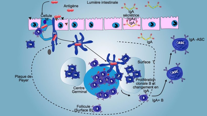 Figure&nbsp;3: Production d&#39;IgA dans les plaques de Peyer
