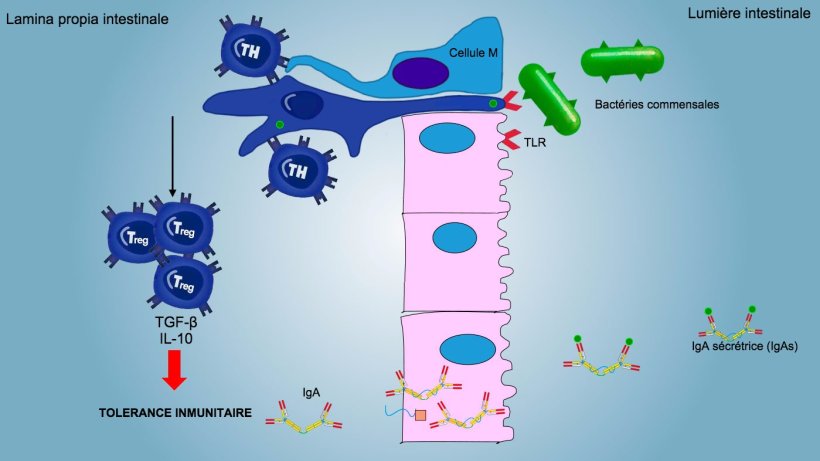 Figure 2: Une tol&eacute;rance immunitaire est induite contre les bact&eacute;ries commensales, avec une m&eacute;diation par les lymphocytes Treg avec production de cytokines telles que l&#39;IL-10 et le TGFb. En particulier, dans l&#39;intestin, la s&eacute;cr&eacute;tion d&#39;IgA sp&eacute;cifiques bloque l&#39;adh&eacute;rence des bact&eacute;ries commensales, modulant ainsi la composition du microbiote et emp&ecirc;chant son invasion et sa dispersion syst&eacute;mique.
