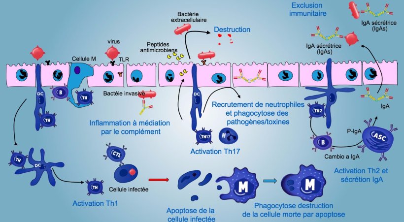 Figure&nbsp;5. Une vision int&eacute;gr&eacute;e de la r&eacute;ponse immunitaire contre les pathog&egrave;nes au niveau de la muqueuse

