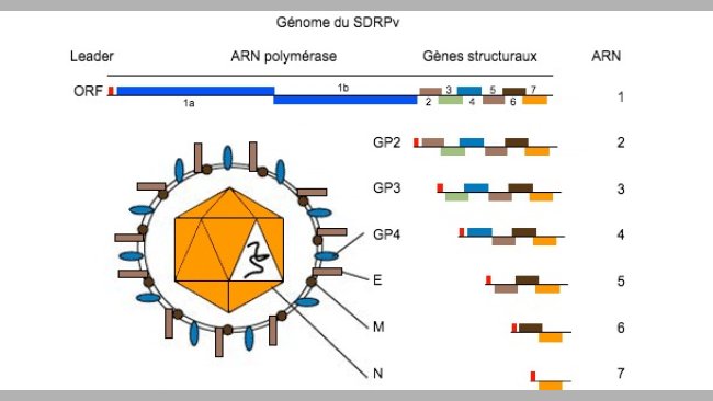 Figure 1. Le génome du virus SDRP est une molécule d'ARN monocaténaire.
