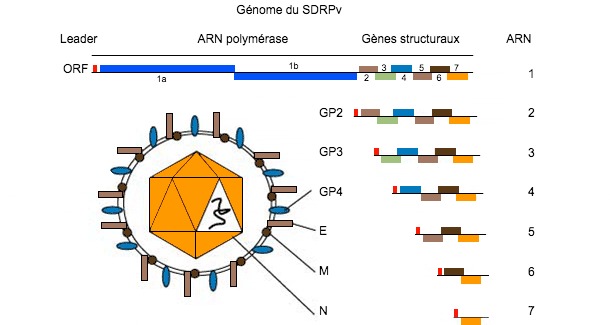 Figure 1. Le g&eacute;nome du virus SDRP est une mol&eacute;cule d&#39;ARN monocat&eacute;naire.
