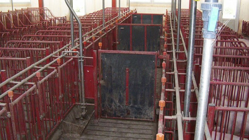 Les portes dans les couloirs de devant doivent fermer toutes les 5 cages, permettant ainsi d&#39;alerter et d&#39;ins&eacute;miner des groupes de 10 truies.
