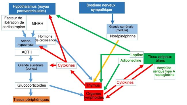 Système neuro-endo-immunitaire ACTH: hormone adrénocorticotrope * GHRH: hormone libératrice de l'hormone de croissance
