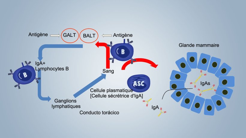 Figure 1. Sch&eacute;ma de l&#39;immunit&eacute; lactog&egrave;nique
