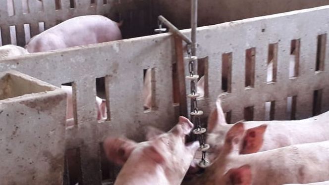 25 ans d'interdiction de la coupe de queue chez les porcs