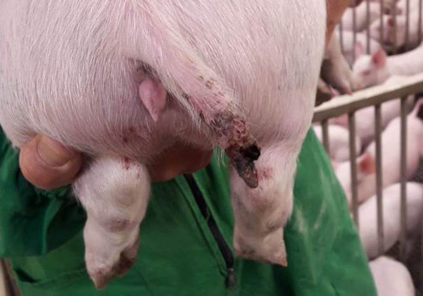 Figure 1. Une l&eacute;sion grave chez un porc de pr&egrave;s de 15 kg dans laquelle il y avait m&ecirc;me la perte d&#39;une partie de la queue.

