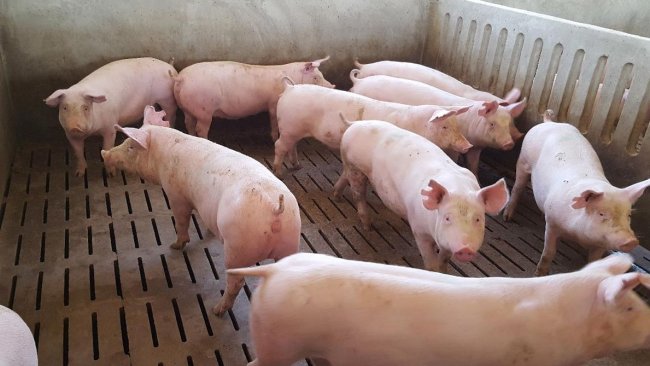 Photo 1. L'âge d'entrée de la cochette marque la période d'adaptation sanitaire. Bien qu'en règle générale nous puissions appliquer le principe du plus de temps possible, nos experts indiquent 8 semaines comme temps minimum incontournable..