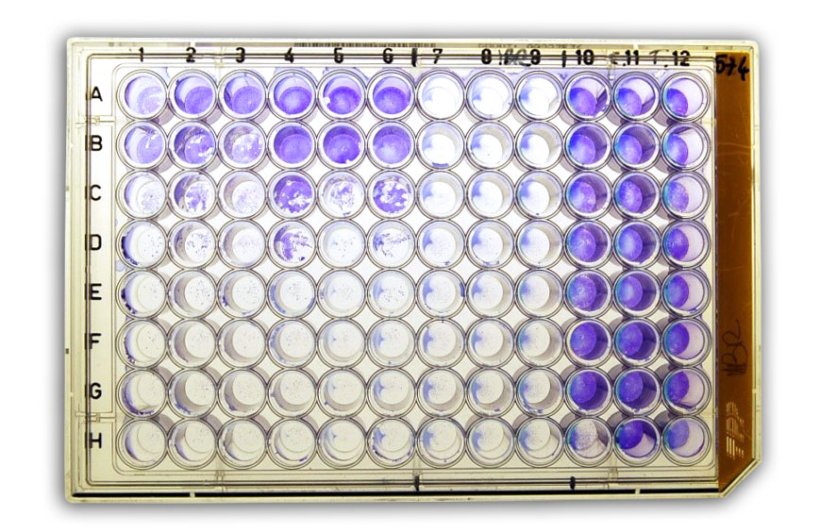 Figure 2a: S&eacute;roneutralisation (SN) pour la d&eacute;tection d&#39;anticorps dirig&eacute;s contre l&#39;herp&egrave;svirus bovin de type 1 (BHV-1) dans le s&eacute;rum.
