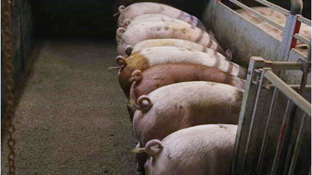 Photo 1. Porcs avec queues intactes. Photo avec l&#39;aimable autorisation&nbsp;de Inge B&ouml;hne
