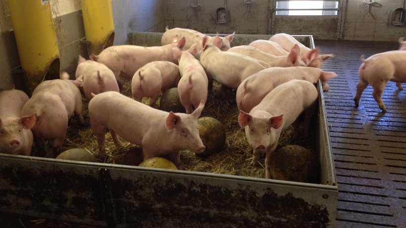 25 ans d'interdiction de la coupe de queue chez les porcs