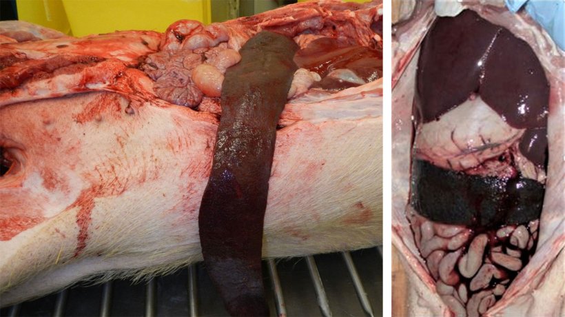 Photographie 5. D&eacute;couvertes d&#39;autopsies chez les porcs atteints. Remarquez le foie et la rate, fortement hypertrophi&eacute;s.
