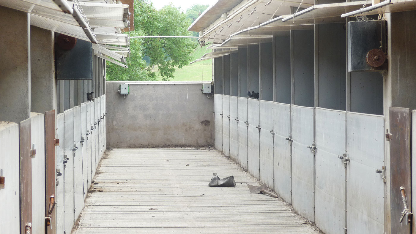 <p>Figure 6. Etourneaux en contact direct avec les porcs, mangeant les restes d'aliments dans les mangeoires.</p>
