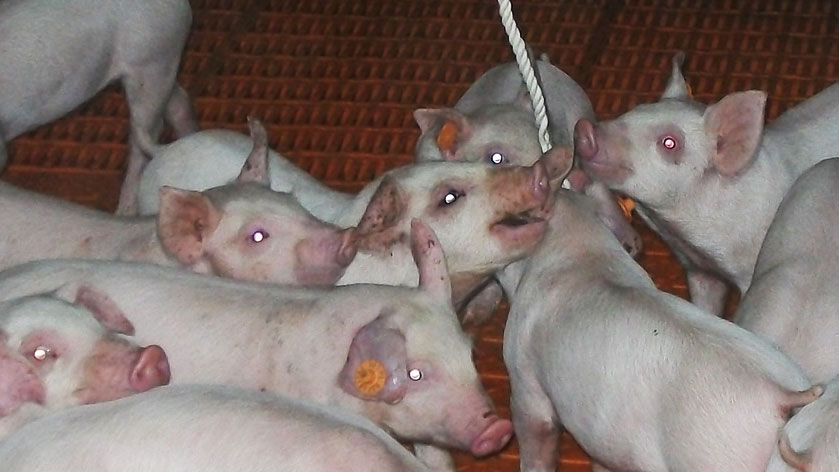 <p>Photo 1. Utilisation de cordes pour l'&eacute;chantillonnage de fluides oraux.</p>
