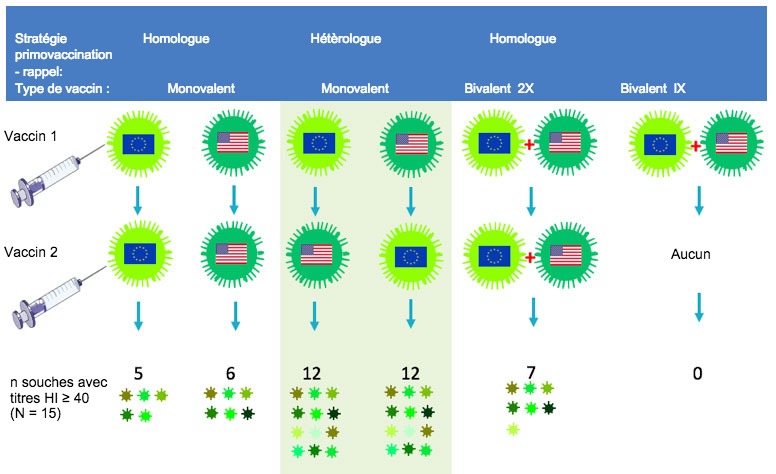 <p>Figure 2. Effet des protocoles de vaccination traditionnels et de la vaccination de rappel h&eacute;t&eacute;rologue sur l'amplitude de la r&eacute;ponse anticorps anti-H3N2. Les drapeaux indiquent les souches europ&eacute;ennes et nord-am&eacute;ricaines de VIP H3N2. Le s&eacute;rum recueilli 14 jours apr&egrave;s la deuxi&egrave;me vaccination a &eacute;t&eacute; analys&eacute; contre 15 virus antig&eacute;niquement diff&eacute;rents, y compris les souches vaccinales. Les chiffres repr&eacute;sentent le nombre de virus pour lesquels les titres en anticorps HI &eacute;taient &ge; 40.</p>
