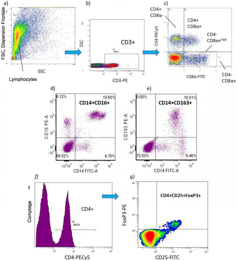 Figure 2. Exemples de cytom&eacute;trie en flux permettant de d&eacute;tecter les ph&eacute;notypes de cellules immunitaires quantifi&eacute;s en pourcentage de valeurs absolues [nombre de cellules / ml de sang] chez des PBMC de porc:&nbsp;
a-c) Sous-populations de lymphocytes T: CD3 + CD4 + CD8- = lymphocytes T helper (Th) CD3 + CD4 + CD8 + = lymphocytes T m&eacute;moire CD3 + CD4 + CD8 + = lymphocytes T cytotoxiques (CTL)&nbsp;
d-e) sous-populations de monocytes pro-inflammatoires: CD172 + CD14 + CD16 + CD172 + CD16 + CD163 + CD172 + CD172 + CD143 + CD163 +&nbsp;
f-g) CD4 + CD25 + FoxP3 + = lymphocytes T r&eacute;gulateurs (Tregs).
