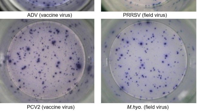 Figure 1. R&eacute;ponse ELISPOT IFN-&gamma; antig&egrave;ne-sp&eacute;cifique dans des PBMC contre des agents pathog&egrave;nes porcins. ADV: virus de la maladie d&#39;Aujeszky; SDRPv: virus du syndrome dysg&eacute;n&eacute;sique et respiratoire porcin; PCV2: circovirus porcin de type 2; M.hyo.: Mycoplasma hyopneumoniae. Chaque point est d&ucirc; &agrave; la s&eacute;cr&eacute;tion d&#39;IFN-&gamma; par des lymphocytes T m&eacute;moire / effecteurs r&eacute;activ&eacute;s. L&#39;agent pathog&egrave;ne utilis&eacute; pour r&eacute;activer les cellules dans les puits est indiqu&eacute; entre parenth&egrave;ses.
