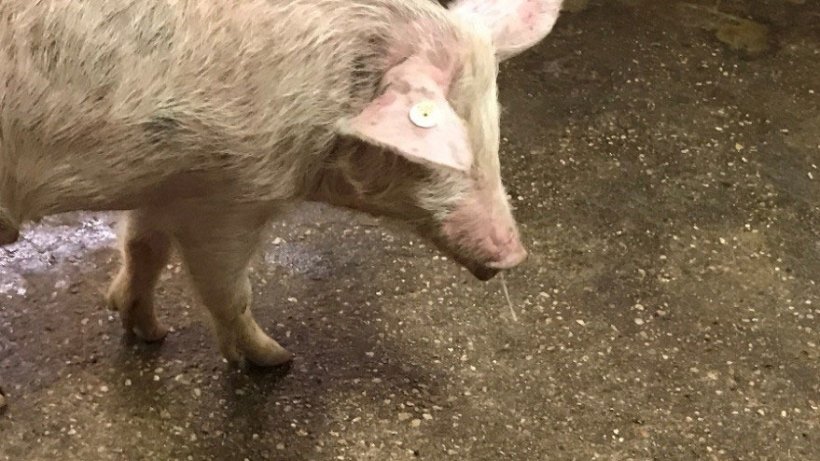 Image&nbsp;1. Mucosit&eacute; nasale + fi&egrave;vre &ndash; Grippe porcine
