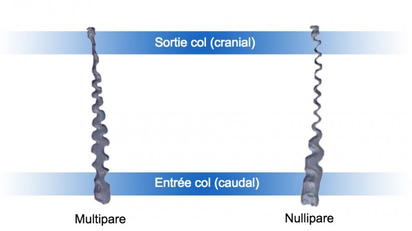 Figure 1. Col ut&eacute;rin de truies nullipares et multipares.
