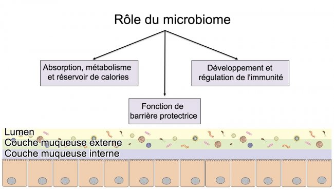 <p>Fonctions du microbiome: barri&egrave;re intestinale, digestion et m&eacute;tabolisme des nutriments et r&eacute;gulation de l&#39;immunit&eacute;.</p>
