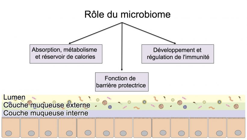 Fonctions du microbiome: barri&egrave;re intestinale, digestion et m&eacute;tabolisme des nutriments et r&eacute;gulation de l&#39;immunit&eacute;.

