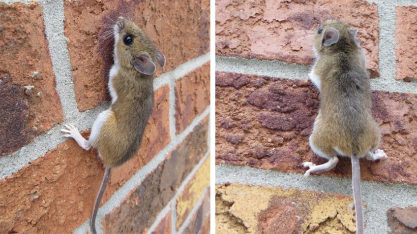 Exemple de souris grimpant &agrave; un mur. Source : Nature Guelph Tracking Club (natureguelphtracking.wordpress.com)
