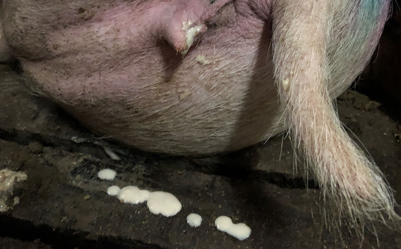 <p>Si on observe des suppurations 2 &agrave; 3 semaines apr&egrave;s l'ins&eacute;mination, on doit&nbsp;suspecter des probl&egrave;mes d'ins&eacute;mination.</p>
