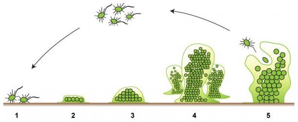 Les cinq phases de la formation du biofilm. Source: http://www.emerypharmaservices.com/
