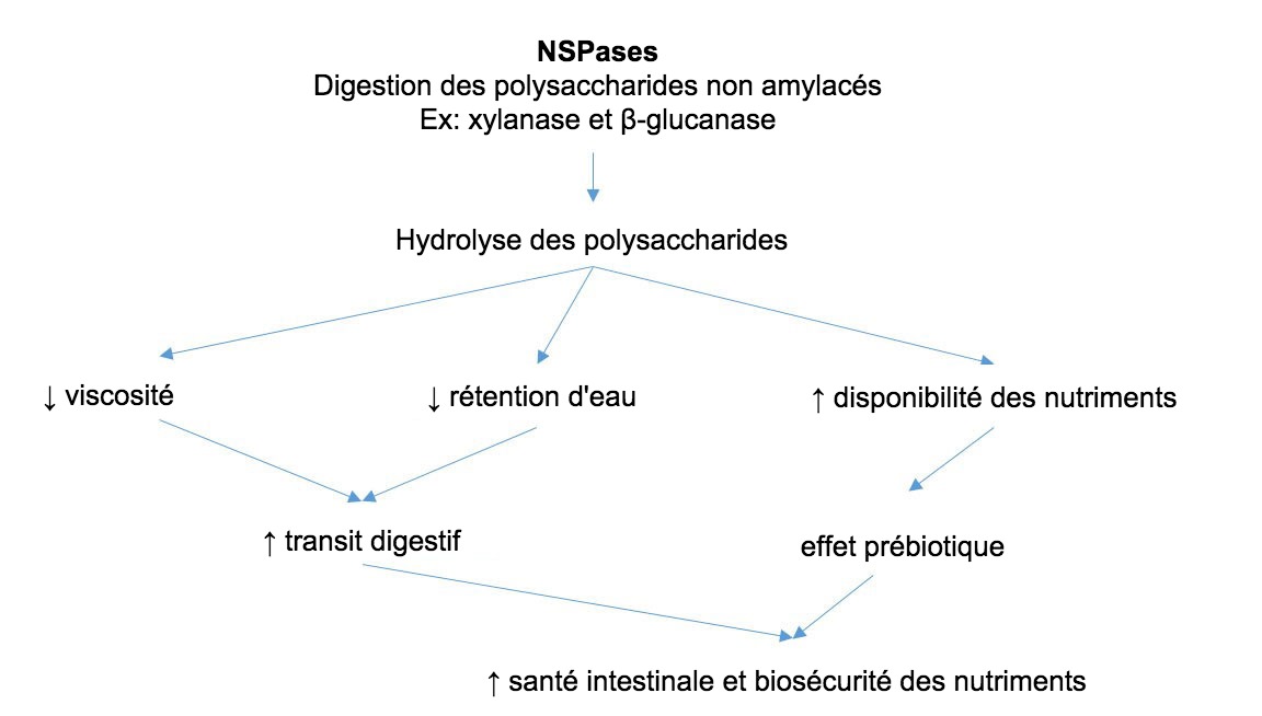 <p>Mécanisme d'action des enzymes exogènes. Les enzymes exogènes ont une activité prébiotique en hydrolysant les polysaccharides non amylacés en oligosaccharides utilisables par certaines bactéries. Adapté de Sinha 2011</p>